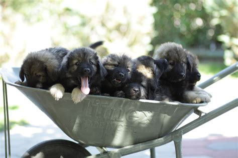 Karst Shepherd Dog puppies by FakeInside on DeviantArt