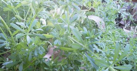 Goose Grass Wild Edible Plants For Survival