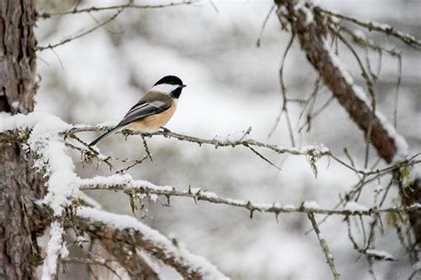 Colorado Wildlife in Your Landscape – Camelot Design