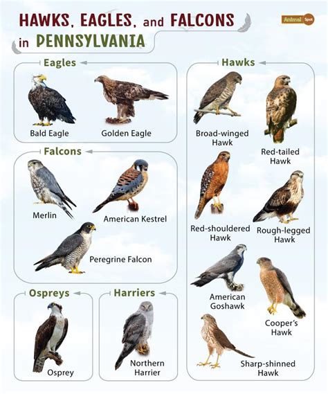 List of Hawks, Eagles, & Falcons in Pennsylvania with Pictures