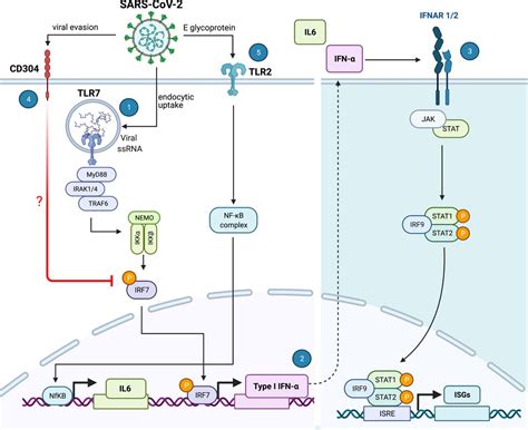 Distinct SARS-CoV-2 sensing pathways in pDCs driving TLR7-antiviral vs ...