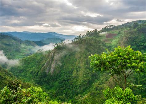 Bwindi Impenetrable National Park – Whitecrest Tours & Travel