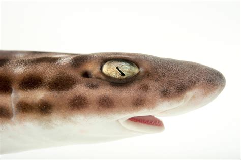 Coral Catshark (Atelomycterus marmoratus) - Joel Sartore