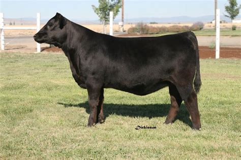 Own more Angus cattle. | Show cattle, Show cows, Cattle