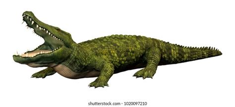 Green Alligator Stock Photos and Pictures - 74,287 Images | Shutterstock