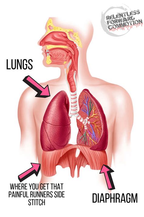 How to Avoid Side Stitches When Running: The Myths & Science behind the ...