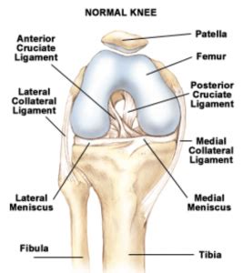 Knee Arthroscopy - Dr Peter Walker