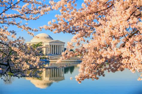 Cherry Blossom Festival in D.C. is under a month away: But peak bloom? - Curbed DC