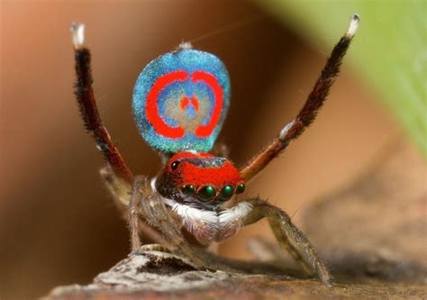 Pin on Spiders (Arachnidae)