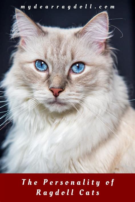 The Personality of Ragdoll Cats - What Are Ragdolls Really Like?