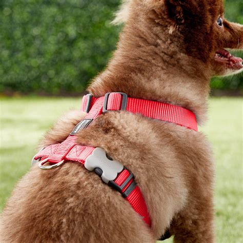 Red Dingo Classic Dog Harness, Red, Medium - Chewy.com