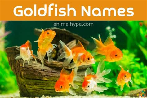 505 Splashy Goldfish Names for Your Fintastic Friend - Animal Hype