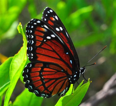 Viceroy Butterfly at Okaloacoochee Slough State Forest