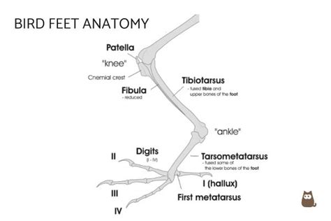 Types of Bird Feet - Bird Talons and Claws