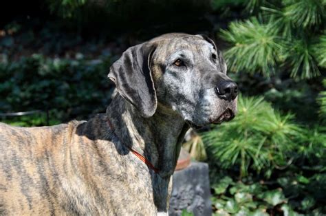 Brindle Great Dane: A Complete Guide to This Unique Coat Color