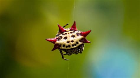 Spiny Orb-Weaver | Identification, Habitat, and Control - peSTopped