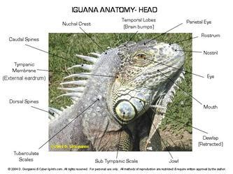 Iguanas Anatomy - Oz's Corner