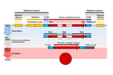 Differential gene expression based on "exon" or "CDS"?