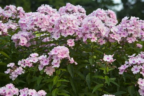 Phlox rosa pastel | Fragrant flowers, Flowers perennials, Purple perennials