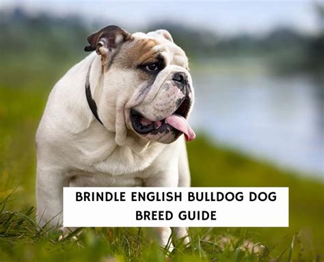 Brindle English Bulldog Dog Breed Guide! (2023) - We Love Doodles