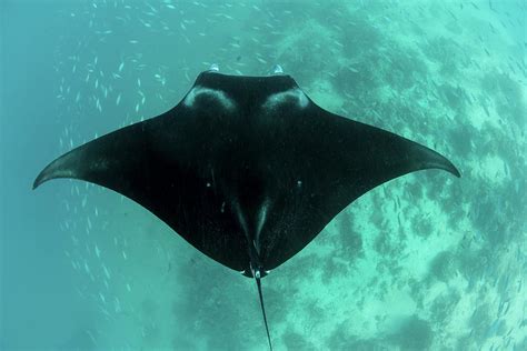 A Manta Ray Swimming Near A Cleaning Photograph by Ethan Daniels | Pixels