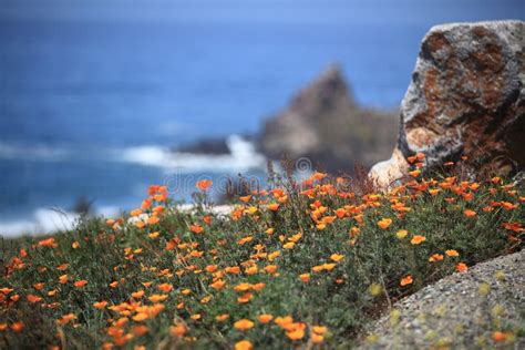 California poppy field. stock image. Image of road, blue - 68139225