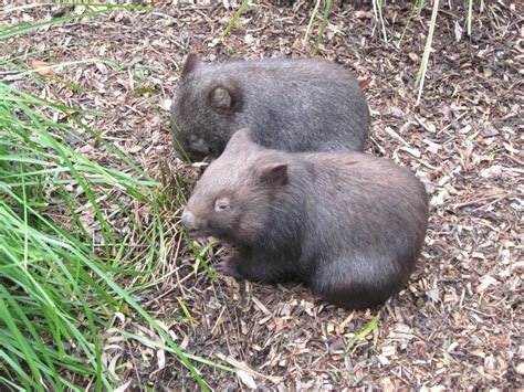 Blog for Marcel: Baby wombats