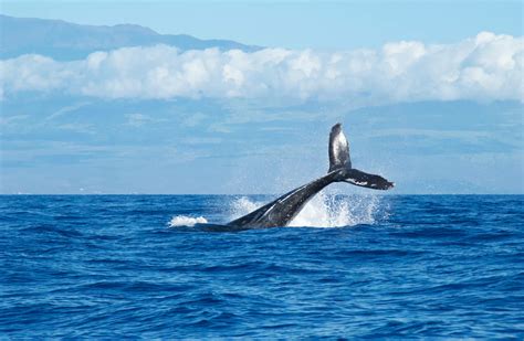 10 Best Maui Whale Watching Tours From Kaanapali to Maalaea