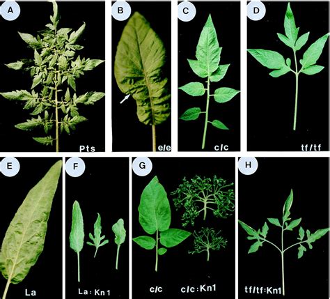 The Making of a Compound Leaf: Genetic Manipulation of Leaf ...