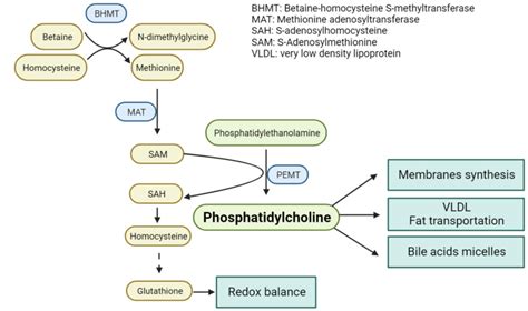 Phosphatidylcholine (PC) synthesis through one-carbon metabolism... | Download Scientific Diagram