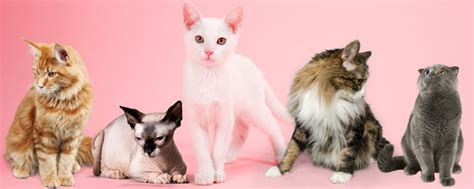 Cat Breeds - Catonsville Cat Clinic