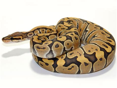 Morph List - World of Ball Pythons