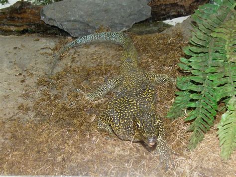 The Online Zoo - Blue-tailed Monitor