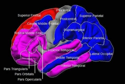 Understanding the Basic Biology of Bipolar Disorder - Neuroscience News