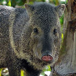 Collared Peccary | The Animal Facts