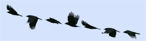 As the Crow Flies | BirdNote