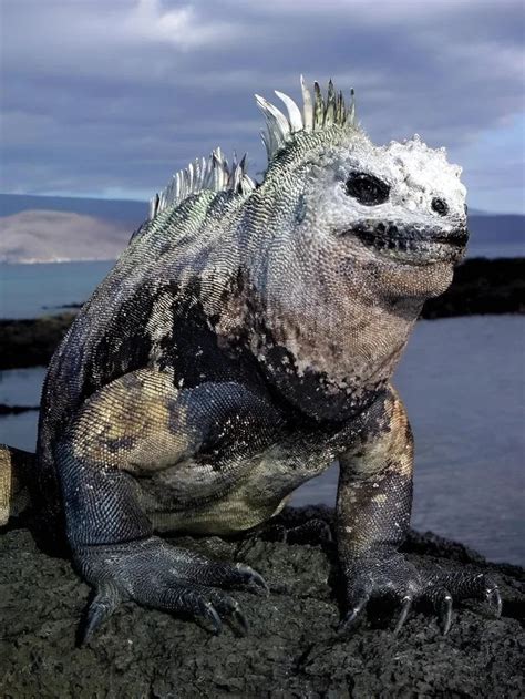 Galapagos marine iguana : r/oddlyterrifying