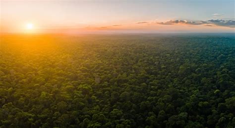 Premium Photo | Beautiful aerial view of the amazon jungle wooded area in high resolution and ...