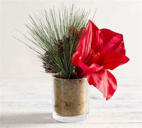 Faux Amaryllis & Pine Arrangement in Vase | Pottery Barn AU