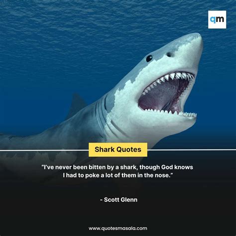 50+ Shark Quotes For Life Motivation | Quotesmasala