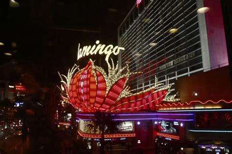 Best Flamingo Casino Stock Photos, Pictures & Royalty-Free Images - iStock