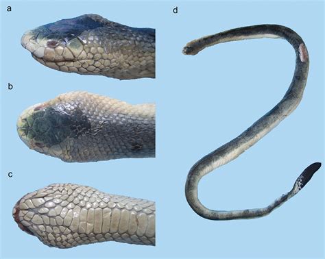 Sea snakes (Elapidae, Hydrophiinae) in their westernmost extent: an ...