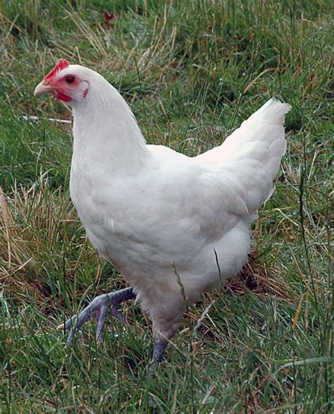 11 Best Meat Chicken Breeds to Raise in Your Backyard