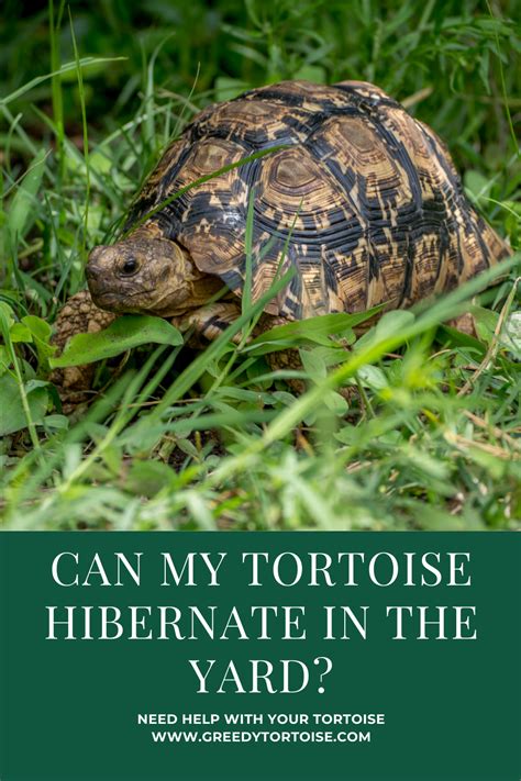 Can My Tortoise Hibernate in the Yard | Tortoise, Hibernation, Tortoise ...