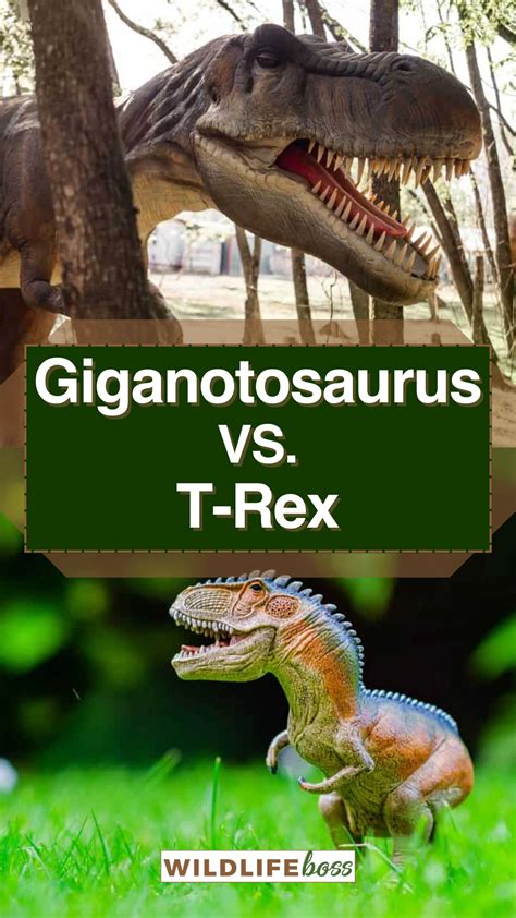 Giganotosaurus Vs. T-Rex: 15 Differences (Sizes & Fights)