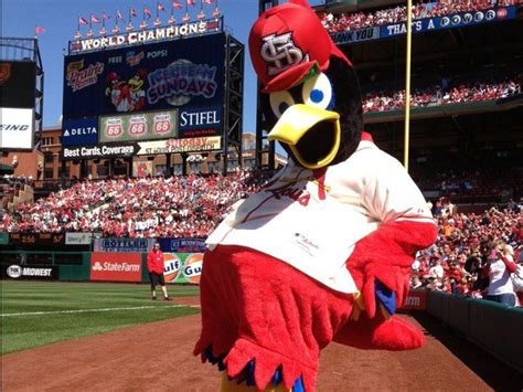 St Louis Cardinal mascot, Fredbird to march in Shortest St Pats Parade ...