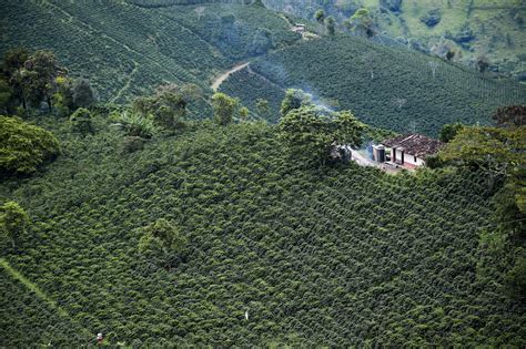 Colombian coffee farmers are paying the price for climate change | Grist