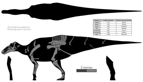 Shantungosaurus Skeleton