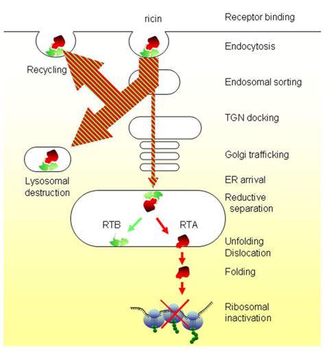 Toxins | Special Issue : Plant Toxins