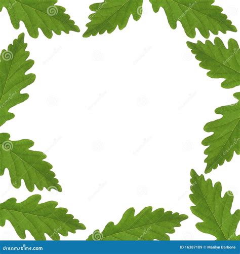 Oak Leaf Border stock image. Image of background, white - 16387109